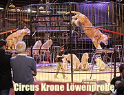 Circus Krone - die 3. Winterspielzeit 2015 . Das März Programm bietet Nervenkitzel auf dem Hochseil und Weltrekord mit Raubtieren unter dem Motto "Star Parade in der Manege" (©Foto: Martin Schmitz)